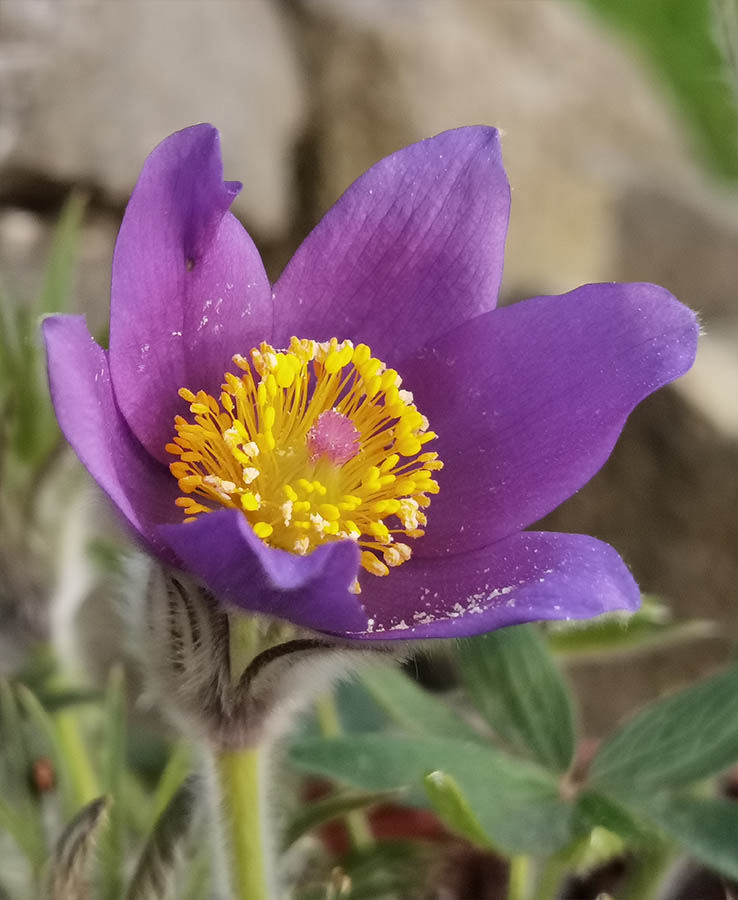 Pulsatilla patens photo